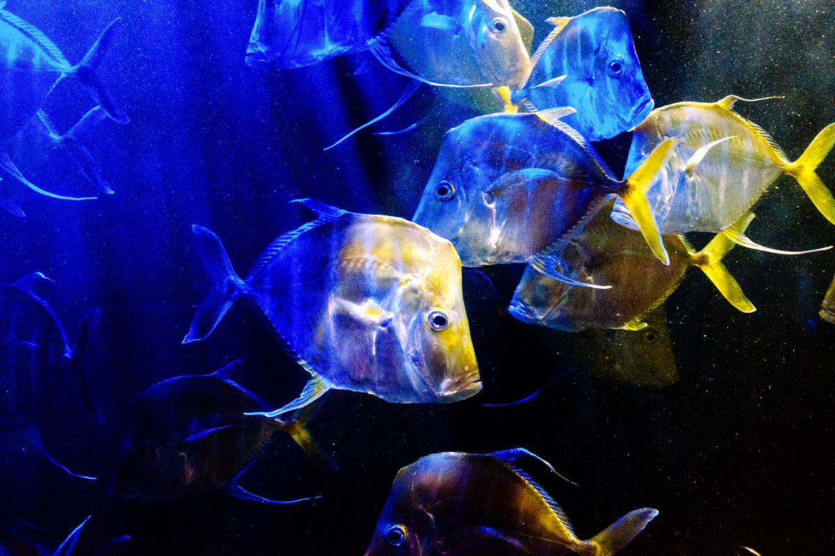 DSCF6637